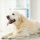 medicine, pets, animals and health care concept - close up of golden retriever dog at vet clinic