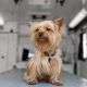Little fun doggy yorkshire terrier posing on manipulation table inside pet ambulance car. Veterinary clinic promotion